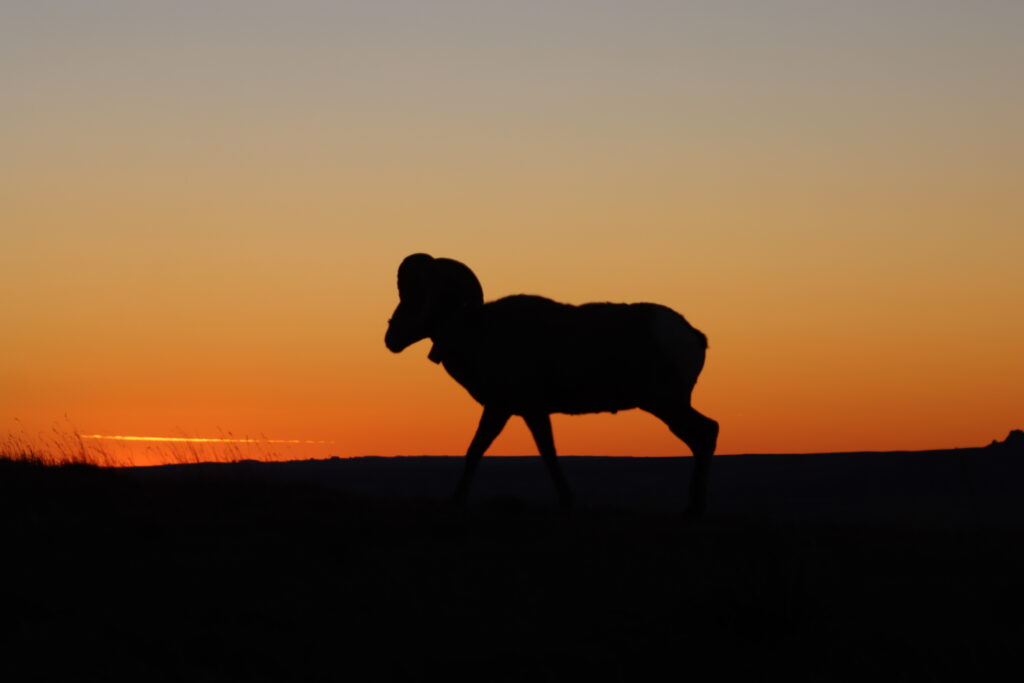 badlands bighorn sheep at sunrise