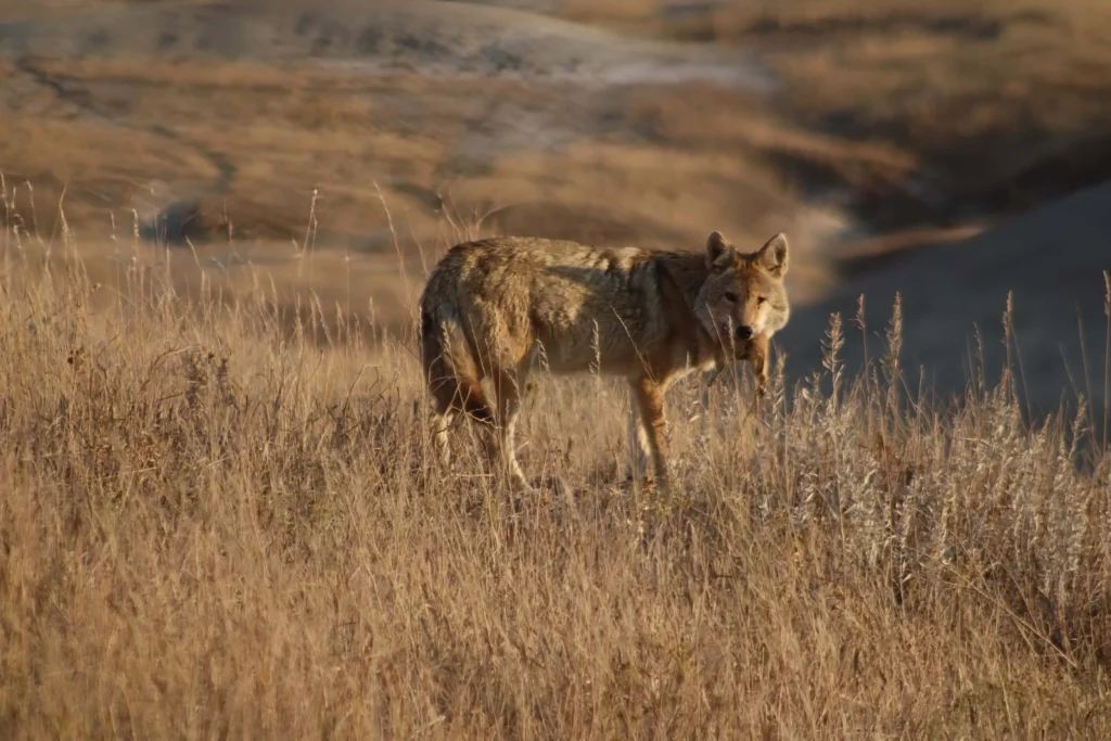 badlands wildlife expeditions