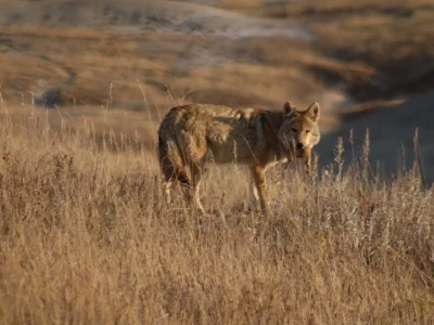 badlands wildlife expeditions