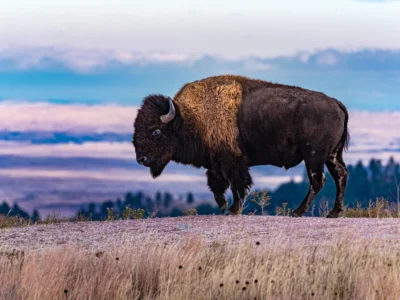 wildlife tour of the black hills