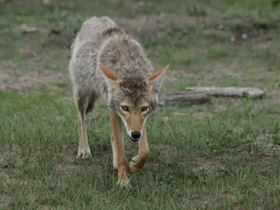 badlands wildlife expedition