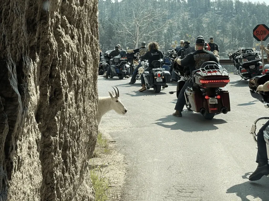 Best Times To Visit The Black Hills And Badlands 65 mountain goats on needles highway