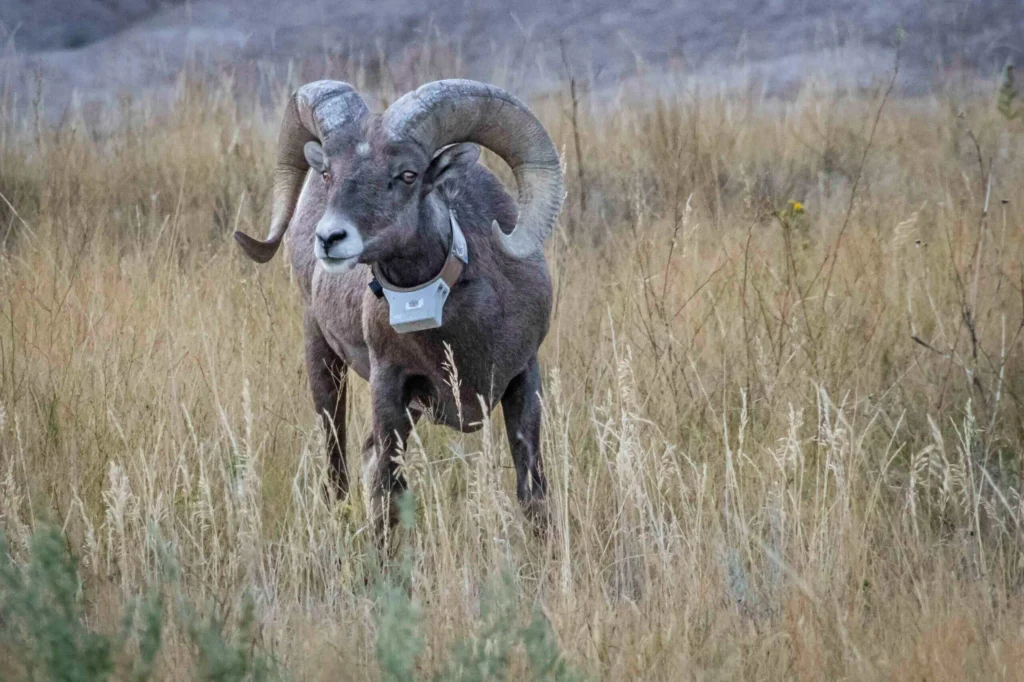 bighorn sheep in badlands national park