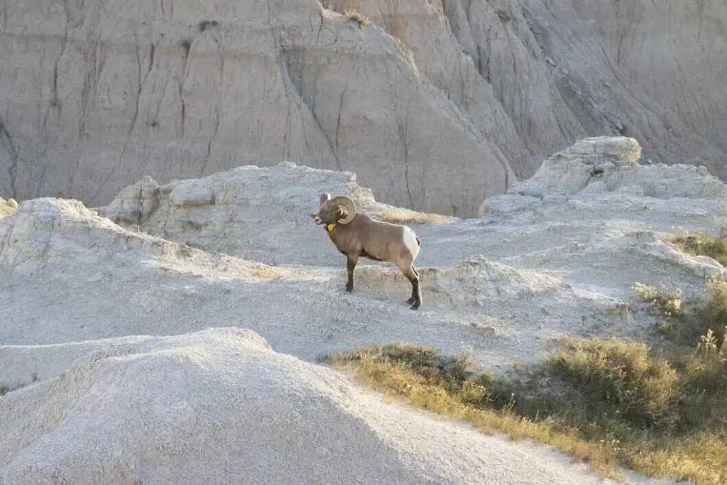 Top Tours You Must Experience In Rapid City, Sd! 63 bighorn sheep in the badlands