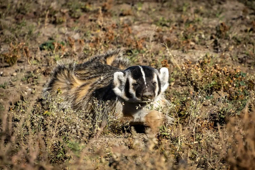 badger in the badlands