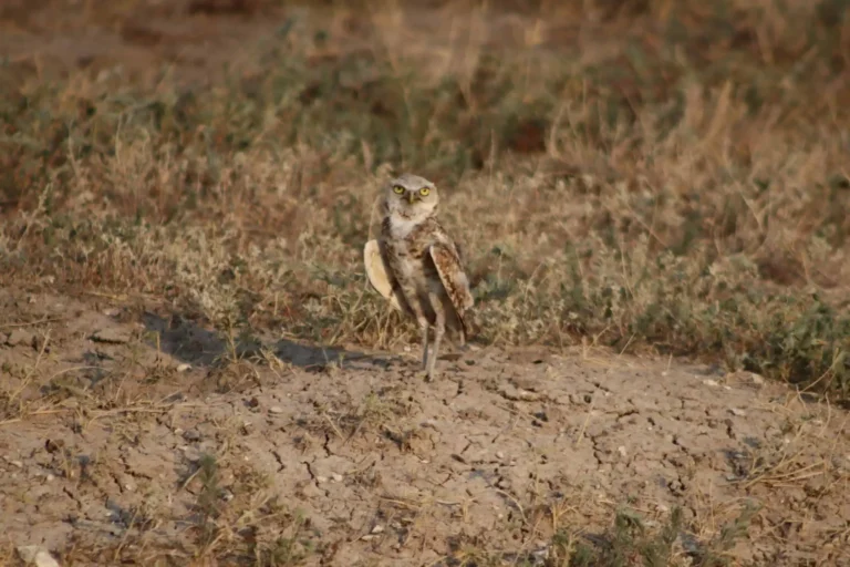 badlands national park wildlife guide and best times to spot animals | my xo adventures