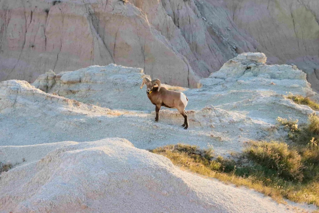 badlands wildlife expedition bighorn sheep