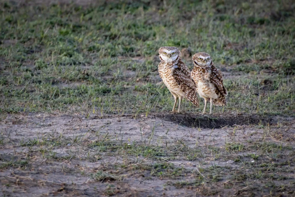 badlands burrowing owls