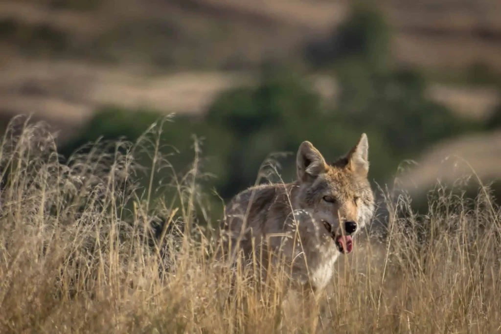 coyote looking for prey