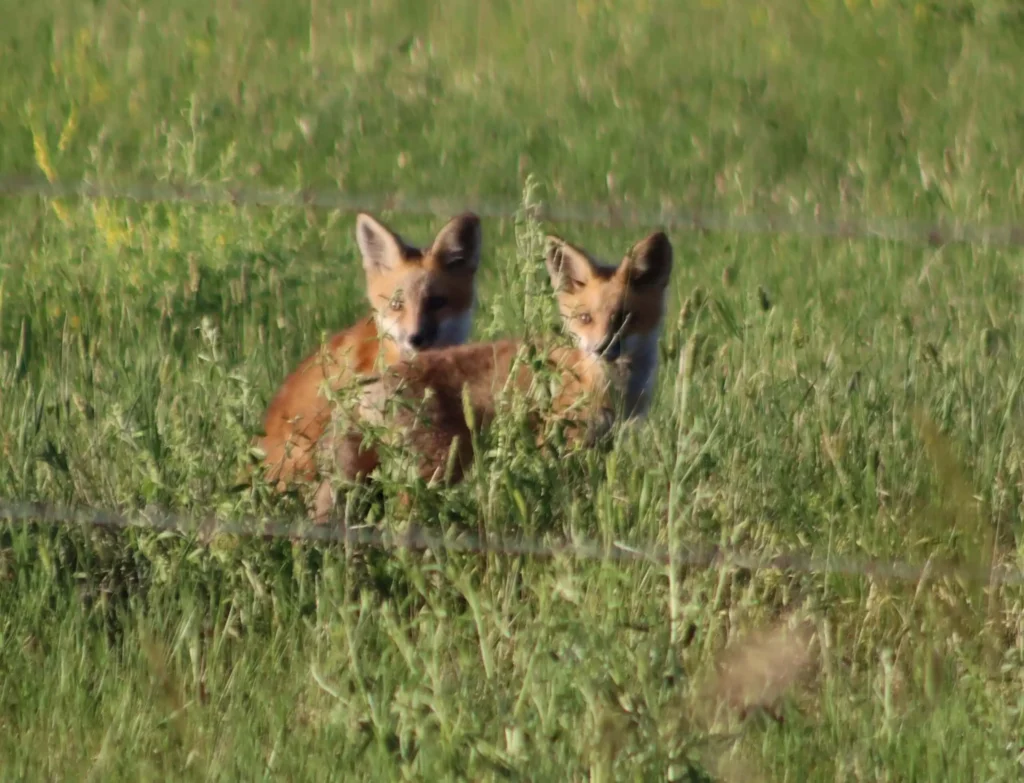 badlands national park wildlife guide and best times to spot animals | my xo adventures